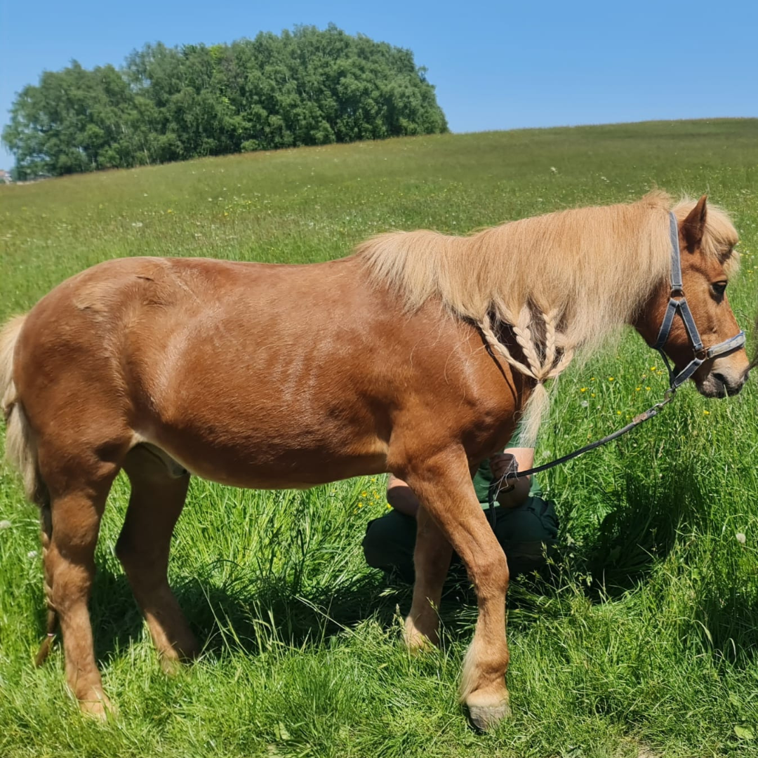 Über Aeli, Teil vom tierischen Team.