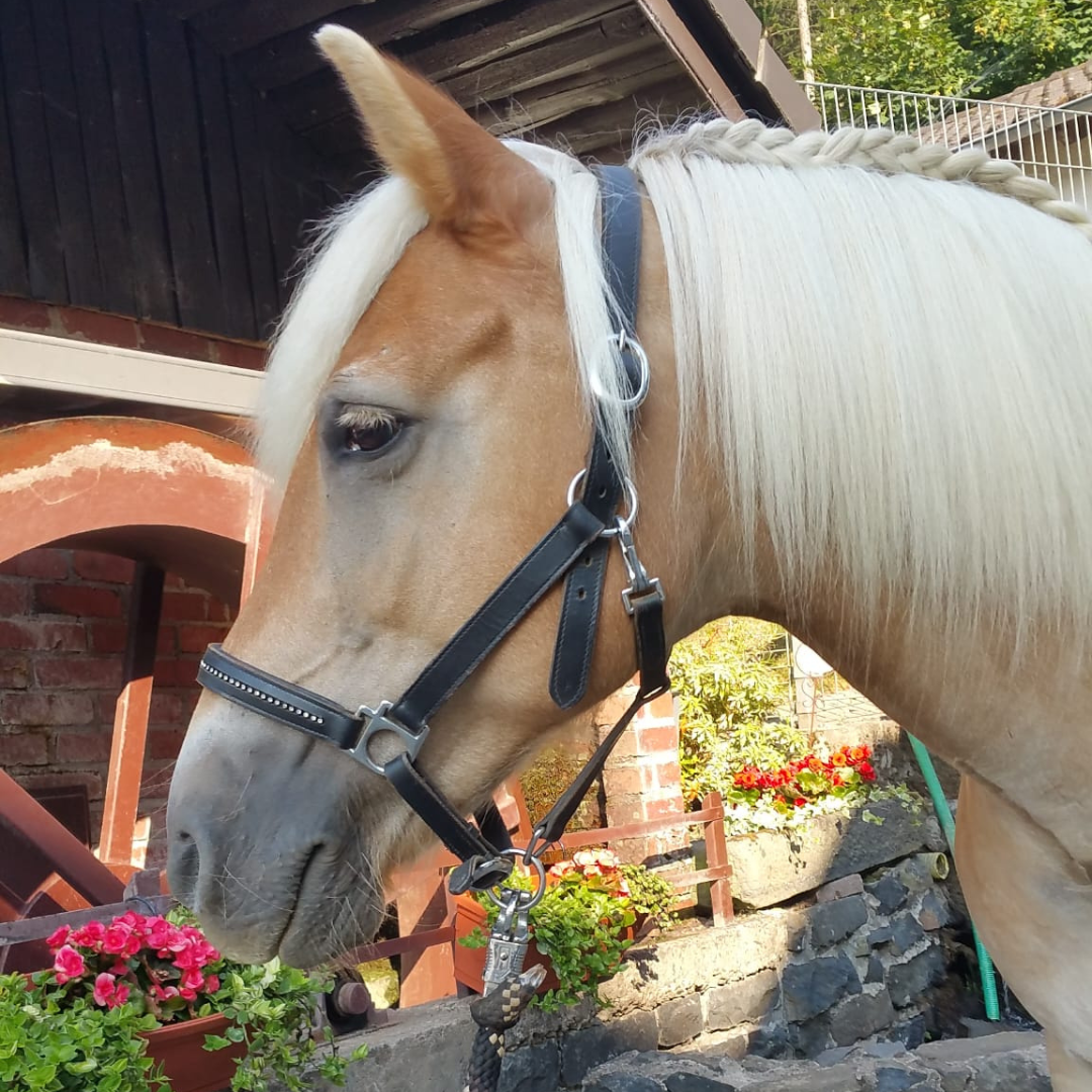 Unsere liebevolle Haflinger-Stute und Teil des tierischen team, Ariella.