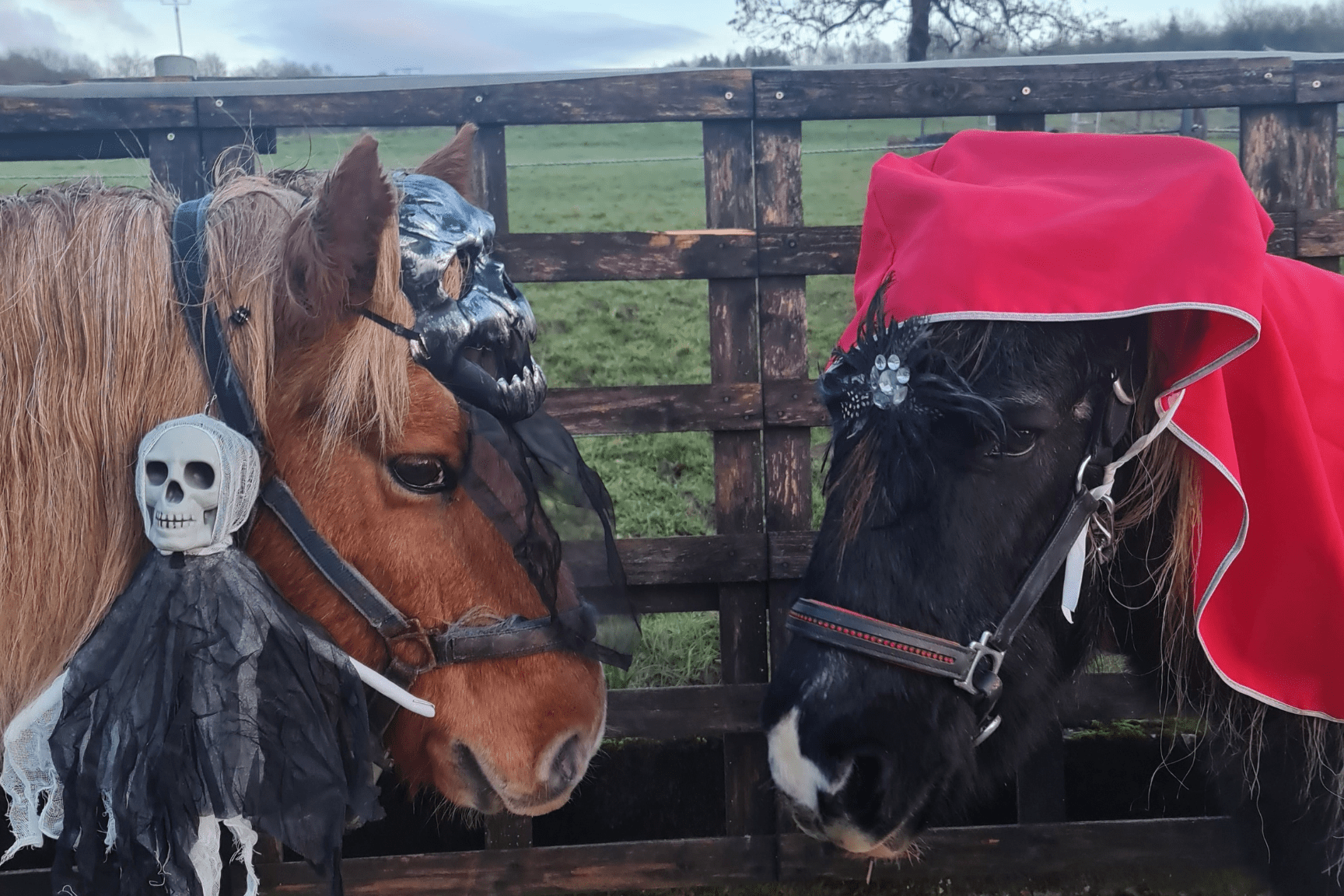 Pony Karneval bei Hand in Huf in Bellingen.