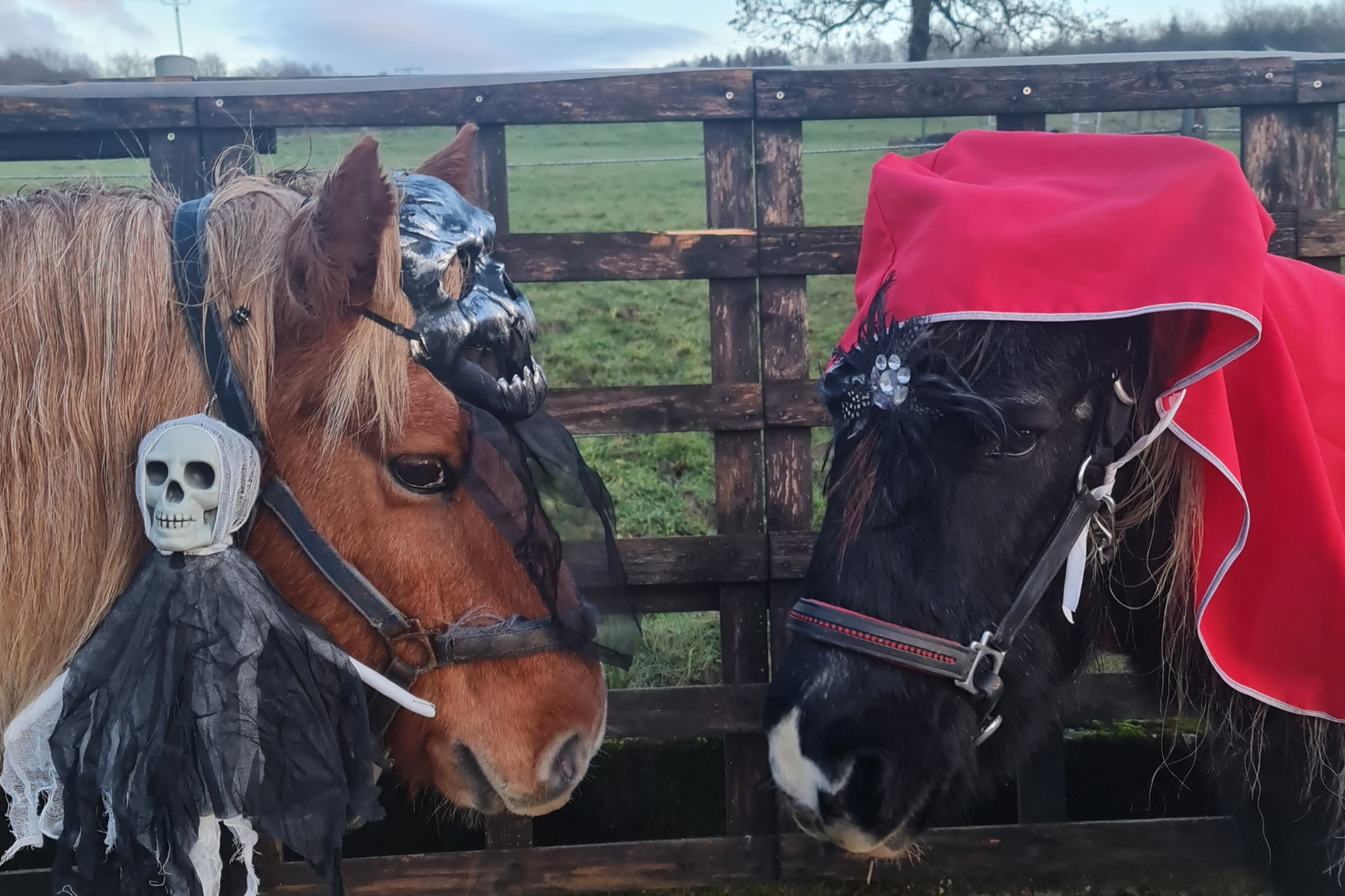 Tagesevents, Karnevalund Kindergeburtstag im Ferienlager auf dem Ponyhof, mit Aeli und Sidney.