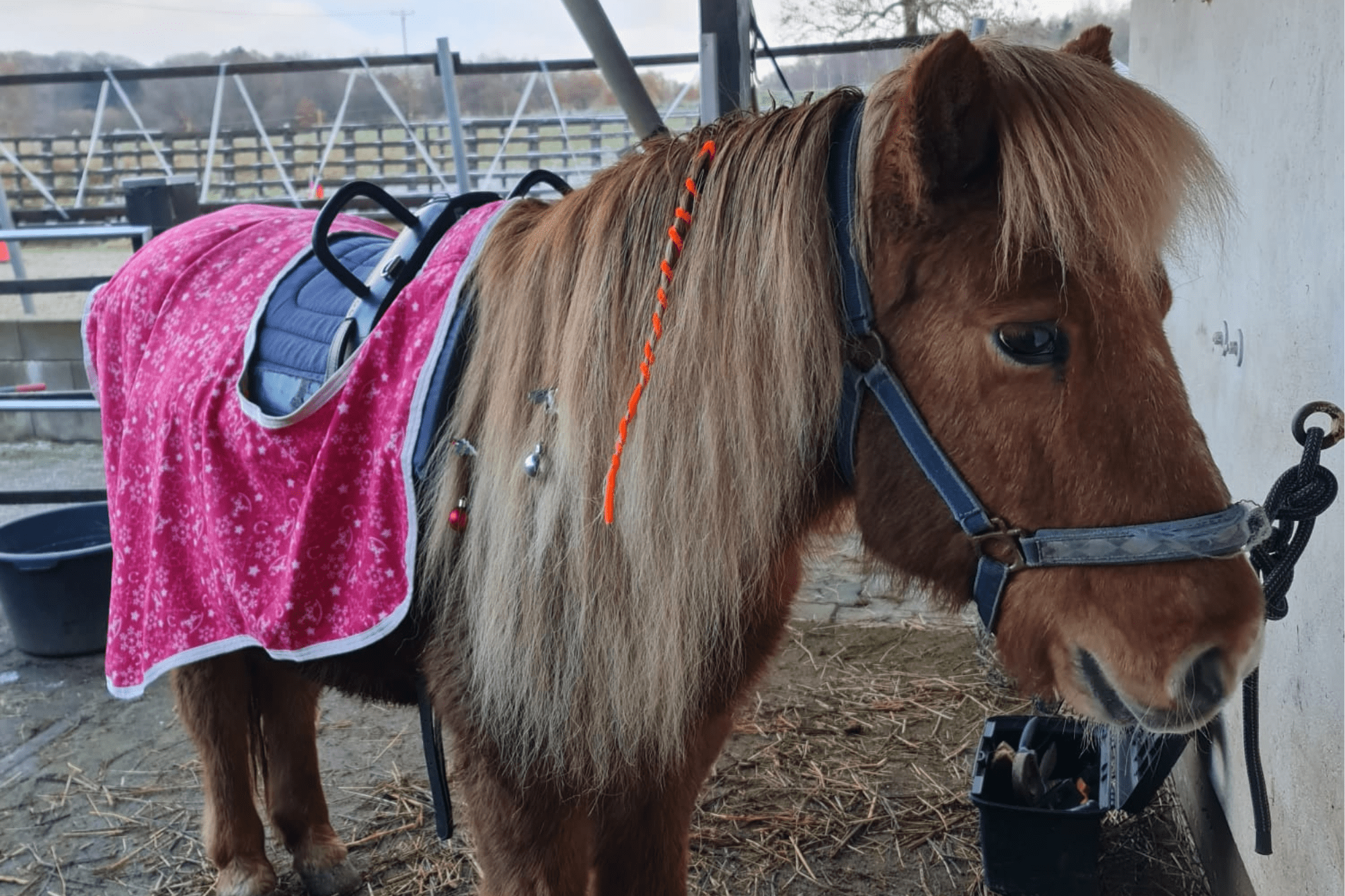 Das Pony von Hand in Huf in Bellingen, Aeli.