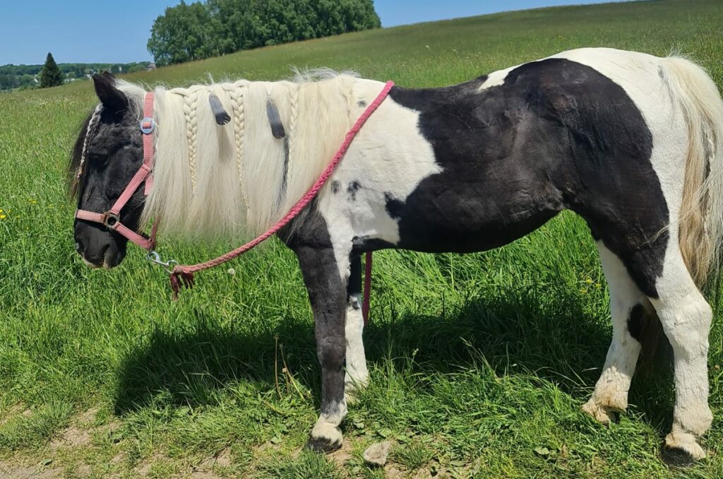 Kinderreitstunden mit Sidney. Ein unvergessliches Abenteuer.